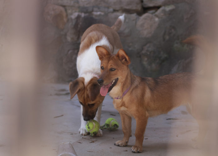 dogs