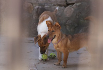 Animal Shelter